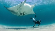 Descubren una nueva especie de mantarraya en el Atlántico, la tercera del mundo