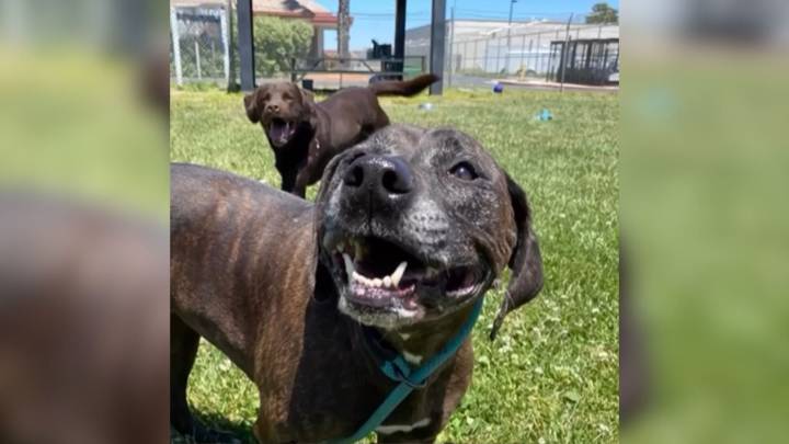 California Vet Stunned As Owners Request Two Healthy Dogs To Be Euthanized