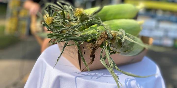72nd Annual Sun Prairie Sweet Corn Festival happening this weekend