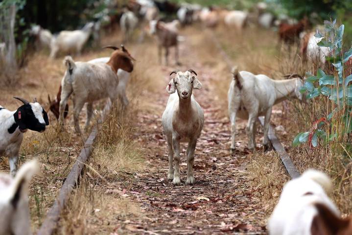 Photo | Goats enjoy communal dining experience