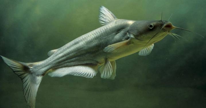 Channel catfish stockings in Nebraska to boost angling opportunities