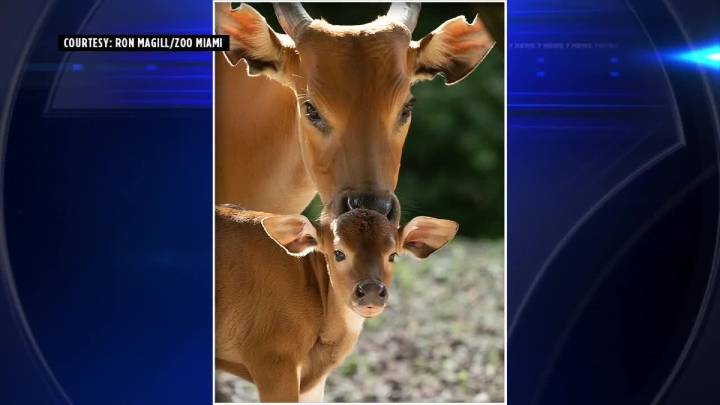 Zoo Miami welcomes endangered banteng