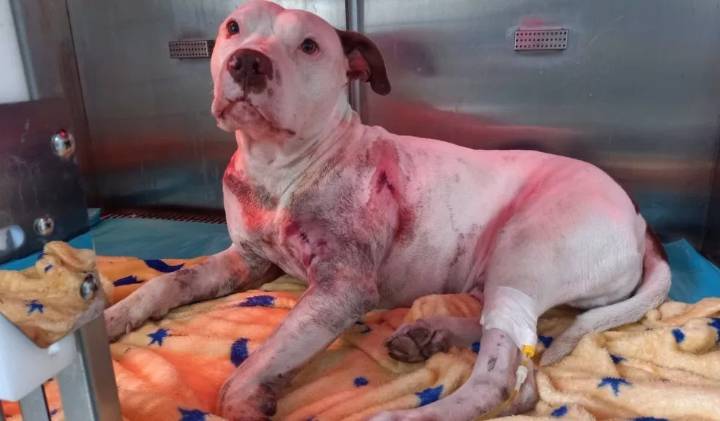 Benji, el perrito que fue apuñalado tras defender a su dueño en una pelea