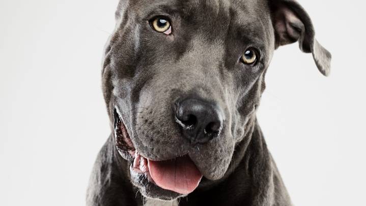Meet the most popular dog breed in Ohio, no longer the German shepherd