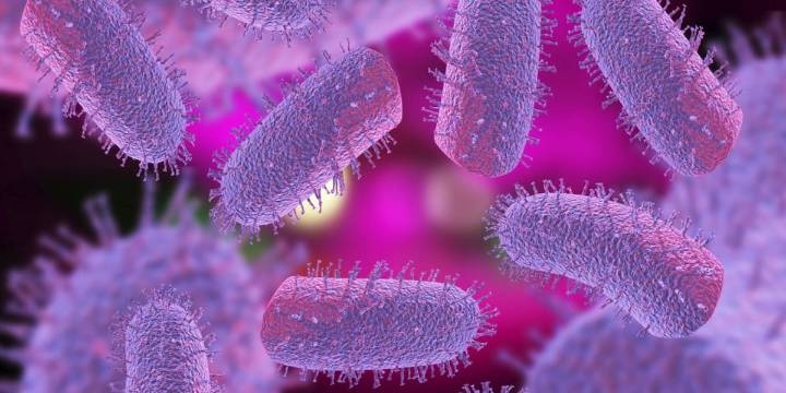 1 person bitten as bobcat, bat test positive for rabies in CSRA