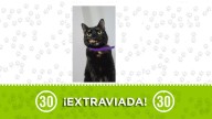 Mocca es una gatica que se perdió en Itagüí y su familia la busca