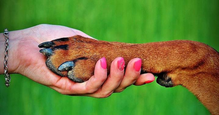 Perro resulta herido de bala en San Sebastián