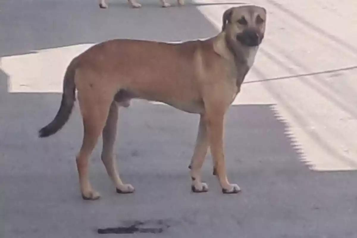 Crueldad animal: conductor abandona a perro en Campeche y podría ir a prisión