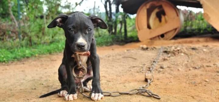 Maltrato animal será sancionado con cárcel y multa