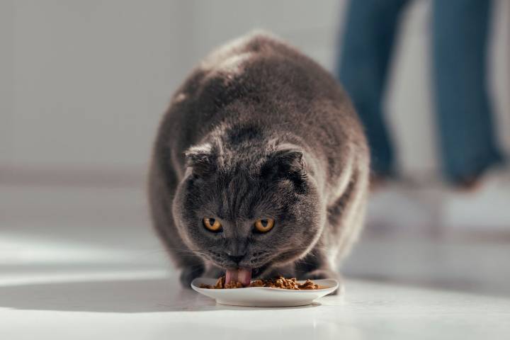 Woman Refused to Eat Food Licked By Mother