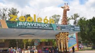 Construirán cinco hábitats para animales carnívoros en el Zoológico de León