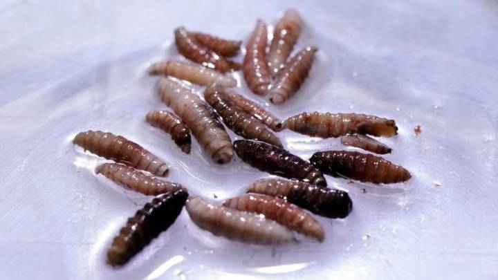 Rare human case of New World screwworm identified in United States after travel from El Salvador