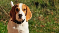 Estas razas de perros pequeños y medianos son absolutamente encantadoras, aunque tienen mucho nervio