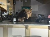 Bear makes surprise appearance at Northern California ice cream shop