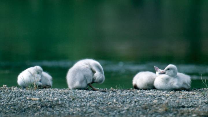 SNAPPED: Trumpeter swan cygnets thriving in GTNP