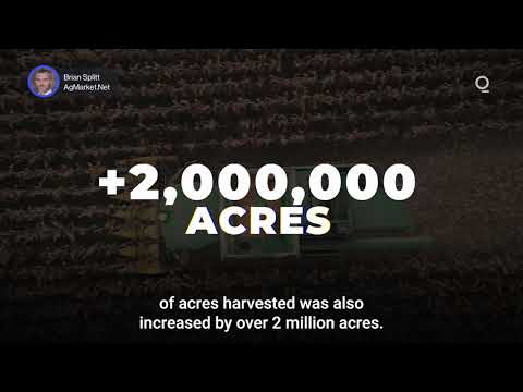 USDA’s Record Corn Estimate May Signal Challenges Ahead 