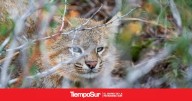 Medio ambiente La "odisea" de iniciar un registro inédito sobre el gato del pajonal