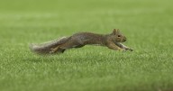 Red Sox-Yankees game delayed by squirrel on field