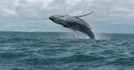 Avistamiento de ballenas en Colombia: todo lo que debe saber antes de su viaje