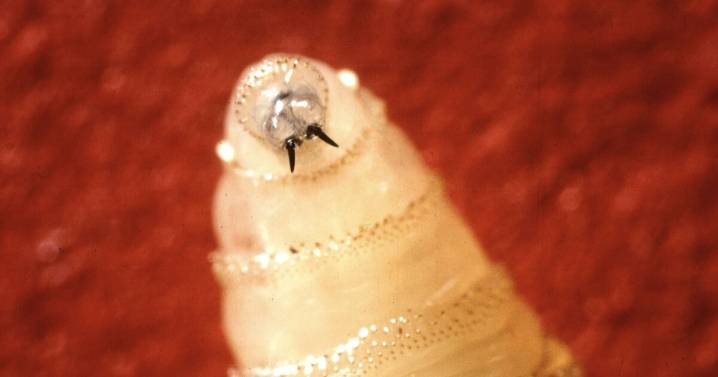 The US confirms its first human case of New World screwworm. What is it?