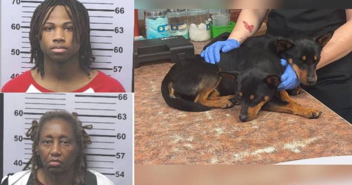 Mobile County animal cruelty case disappears from court system