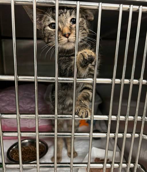 2 cats recovered from EC SPCA tested positive for Calici virus: Norfolk SPCA