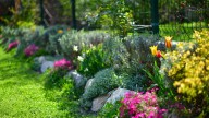 The Low-Growing Perennial Ground Cover That Blooms All Summer Long