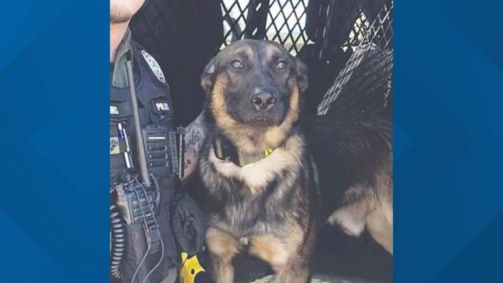 Palestine police still searching for K9 officer who escaped during storm
