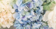 La química que cambia el color de las hortensias