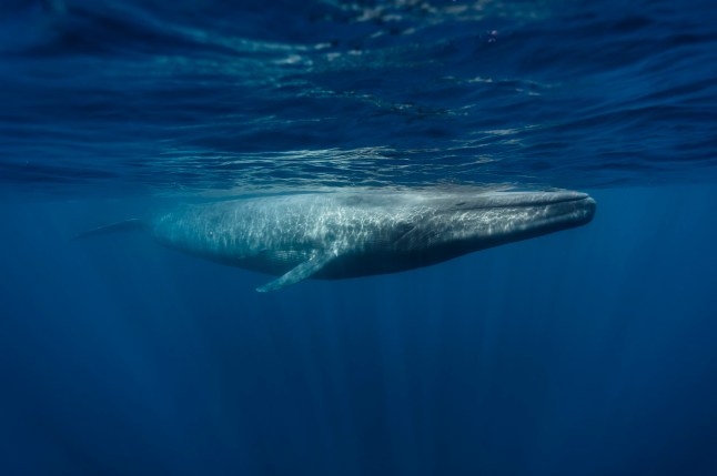 The heartbreaking and worrying reason blue whales are going silent