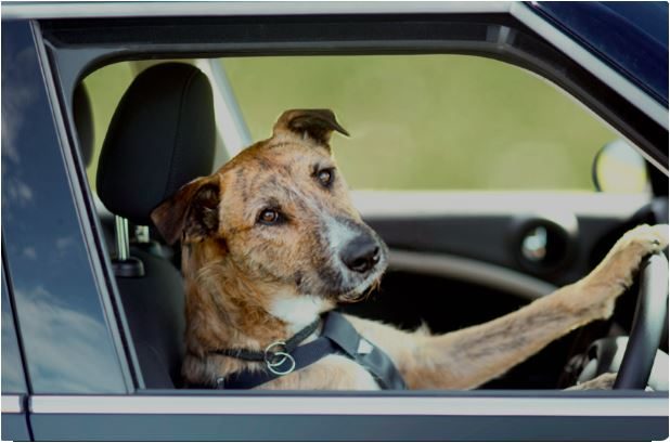Ferry officials testing new policy to allow dogs on passenger decks