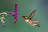 The Fall Hummingbird Migration Has Started—See When They’ll Arrive in Your Area With This Interactive Map