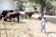 Detectan a persona infectada por gusano barrenador en Yucatán; suman 40 casos en México