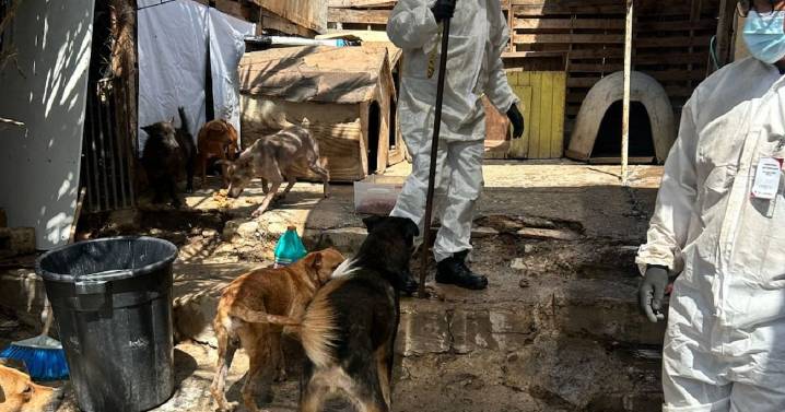 Denuncian omisiones de la fiscalía en rescate de animales