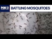 Florida scientist battling mosquitoes with artificial intelligence