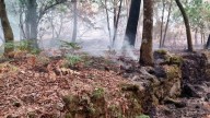 Ridimoas arde: El sueño de un bosque autóctono se convierte en cenizas