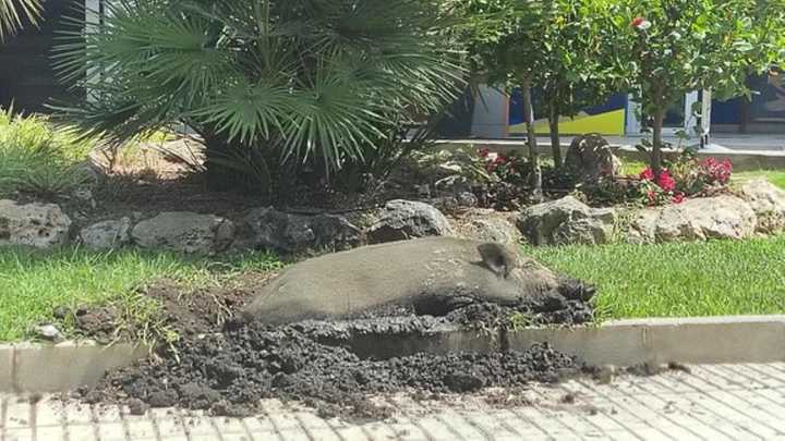 Un jabalí duerme "la siesta" en una rotonda de Mijas, Málaga: "Qué guiri más raro"