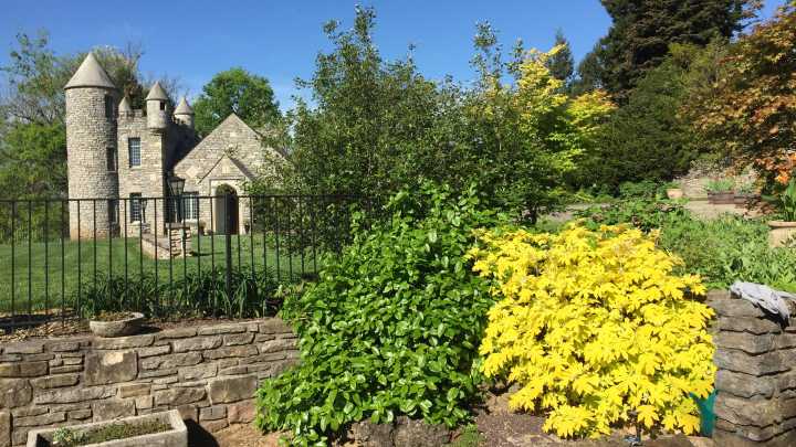 We asked AI 5 common gardening questions. Here's how many it got correct
