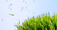 When can I legally cut my grass in the UK