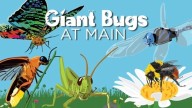 Large-scale models of bugs coming to Columbus Metropolitan Library this month