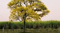 Poca gente lo sabe, pero el árbol más duro y resistente del mundo crece en esta región española