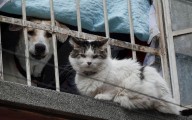 Esterilización de perros y gatos en CDMX: jornada en el Parque Ecológico