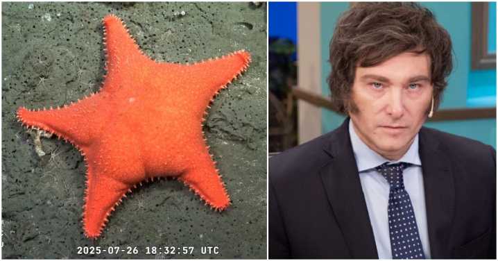 El fenómeno marino que desafía a Milei: la estrella de mar y la ciencia en resistencia