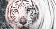 Imágenes fuertes: murió tigresa frente a los ojos de los visitantes del zoológico de Cali
