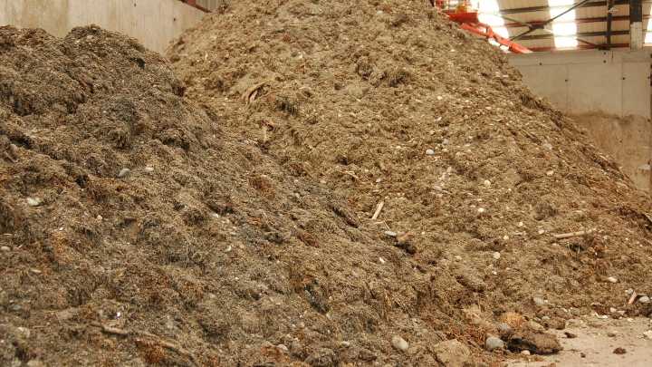 Málaga transforma el alga asiática en abono para las zonas verdes