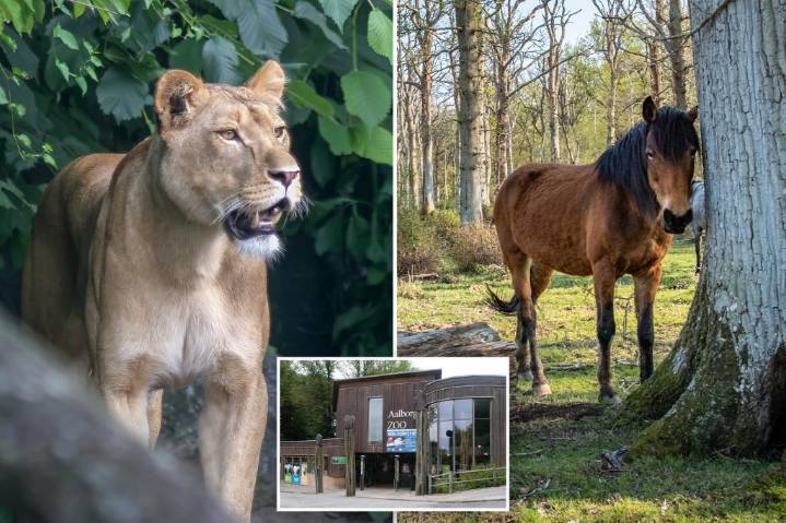 Mom donates daughter's pony to zoo to be devoured by lions