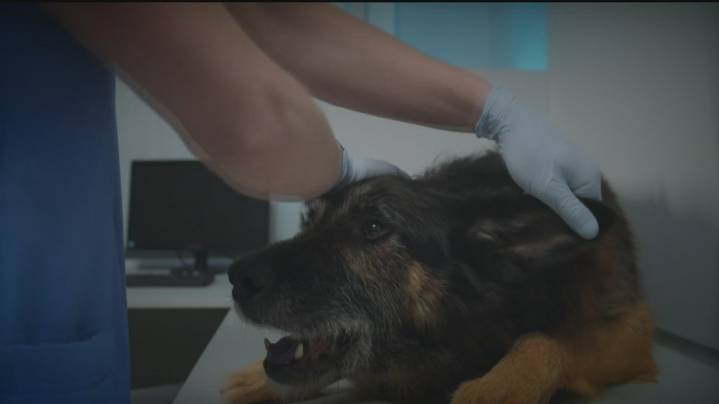 Animal Rescue Orgs call for Georgia veterinarian's license suspension