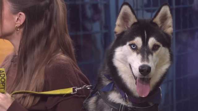 Bradshaw Animal Shelter waives adoption fees over Labor Day weekend