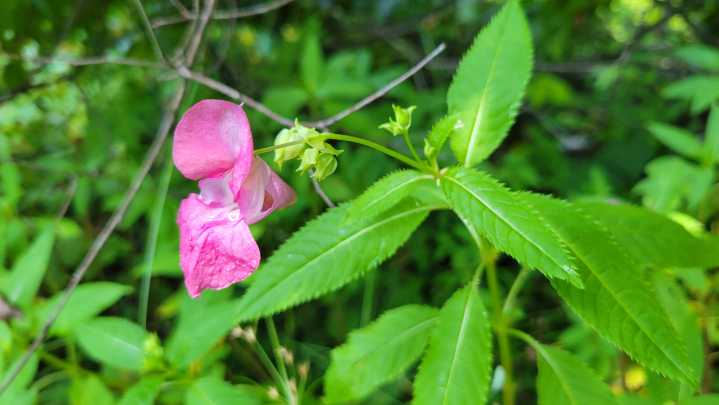 Purple jewelweed found in Kalamazoo park. Why officials want to stop its spread