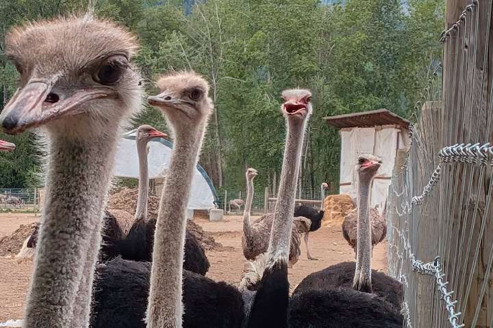 Edgewood ostriches don't deserve to die: Animal Justice